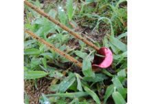 Колышки MSR Blizzard Stake Kit — изображение 4